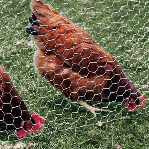 توری مرغی چیست