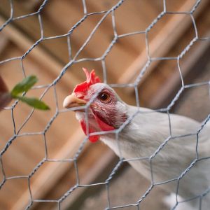 توری مرغی چیست